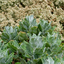 Eriogonum giganteum  St. Catherine's Lace