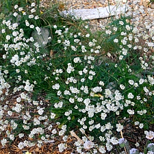 Eriogonum nudum  naked buckwheat