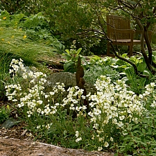 Erysimum franciscanum  San Francisco wallflower