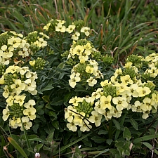 Erysimum concinnum  Point Reyes wallflower