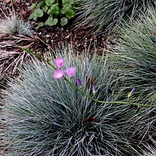 Festuca  'Siskiyou Blue' blue fescue