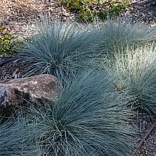 Festuca rubra 'Patrick's Point' creeping red fescue