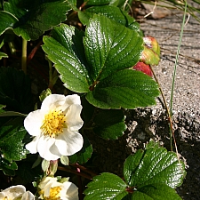 Fragaria chiloensis 'Green Pastures' beach strawberry