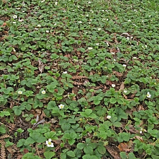 Fragaria vesca  woodland strawberry