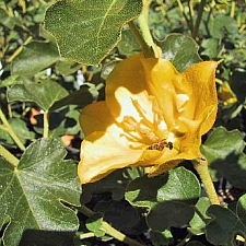 Fremontodendron  'California Glory' flannel bush