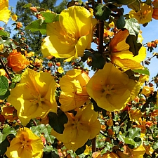 Fremontodendron  'Pacific Sunset' flannel bush
