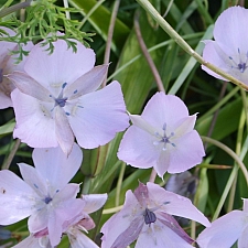 Calochortus uniflorus 'Cupido' large flowered star tulip