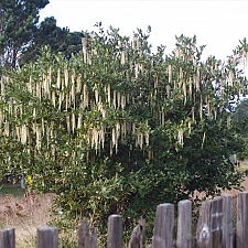 Garrya elliptica  coast silktassel