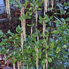 Garrya issaquahensis 'Pat Ballard' silktassel