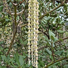 Garrya elliptica 'Evie' coast silktassel