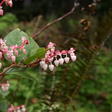 Gaultheria  shallon  salal