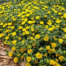 Grindelia stricta var. platyphylla 'Mendocino' spreading gum plant