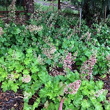Heuchera maxima  Island alum root