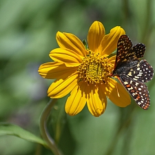 Helianthella californica  California helianthella