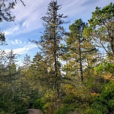 Hesperocyparis pygmaea  pygmy cypress