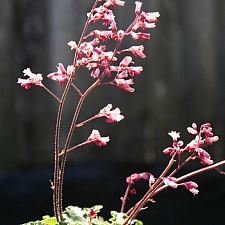 Heuchera  'Canyon Duet' coral bells