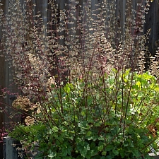 Heuchera micrantha  alum root