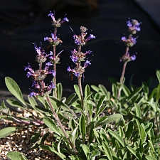 Salvia sonomensis 'Hobbit Toes' Sonoma sage