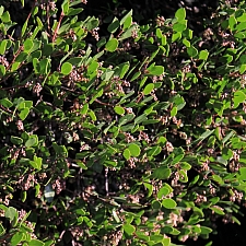 Arctostaphylos  'Howard McMinn' manzanita