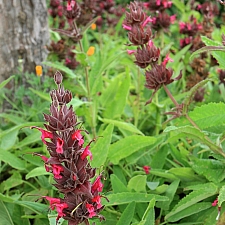 Salvia spathacea 'Las Pilitas' hummingbird sage