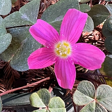 Oxalis oregana 'Damme Pink' redwood sorrel