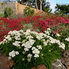 Achillea millefolium 'Sonoma Coast' yarrow