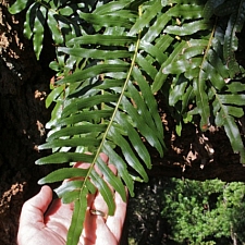 Polypodium scouleri  evergreen polypody