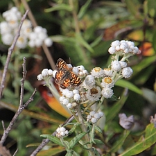 Anaphalis margaritacea  pearly everlasting