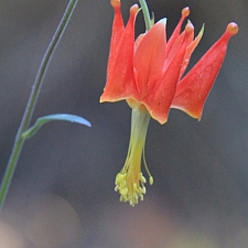 Aquilegia eximia  serpentine columbine