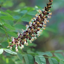 Amorpha californica var. napensis  Napa false indigo