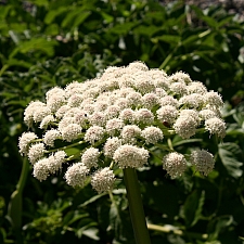Angelica hendersonii  bluff angelica