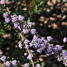 Ceanothus  'Blue Jeans' California lilac