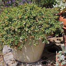 Arctostaphylos edmundsii 'Bert Johnson' Little Sur manzanita