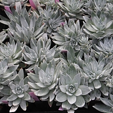 Dudleya  farinosa - Noyo River form  bluff lettuce