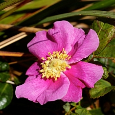 Rosa nutkana  Nootka rose