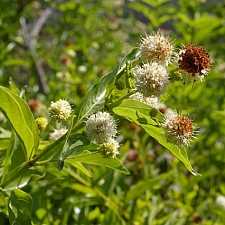 Cephalanthus  occidentalis  button willow