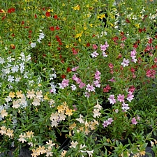Diplacus (Mimulus) hybrids  monkeyflower
