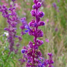 Trichostema lanatum  woolly blue curls