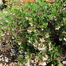 Arctostaphylos densiflora 'James West' Vine Hill manzanita