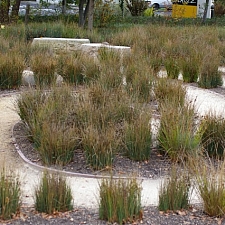 Juncus patens  California grey rush