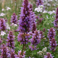 Agastache  'Kudos Silver Blue' hummingbird mint