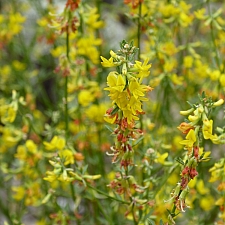 Acmispon (Lotus) glaber (scoparius)  deerweed