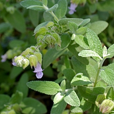Lepechinia calycina 'Rocky Point' pitcher sage