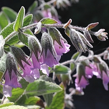 Lepechinia fragrans 'El Tigre' fragrant pitcher sage