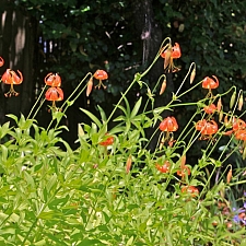 Lilium pardalinum  leopard lily