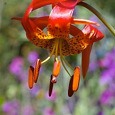 Lilium pardalinum ssp. pitkinense  Pitkin lily