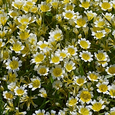 Limnanthes douglasii   meadowfoam