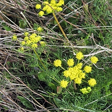 Lomatium utriculatum  common lomatium