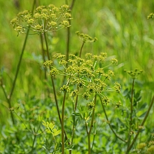 Lomatium californicum  California lomatium