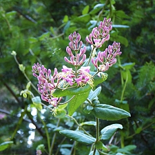 Lonicera hispidula  California honeysuckle, hairy honeysuckle